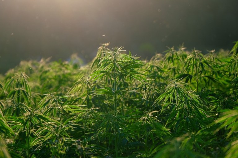 La legalización de la marihuana aporta miles de millones de dólares a Canadá