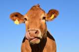 Lo que comen las vacas también influye en la atmósfera