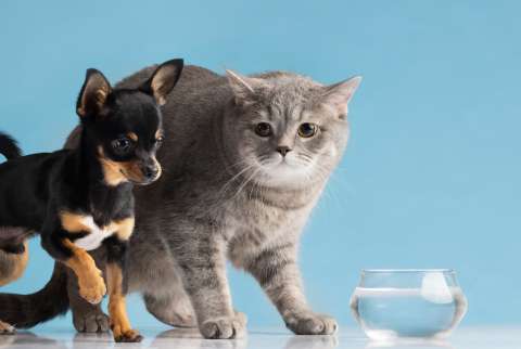 Escasez de agua en Bogotá: así pueden ayudar los dueños de mascotas