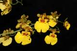 Dama danzante: ¿cómo cuidar la orquídea que “baila” con el viento?