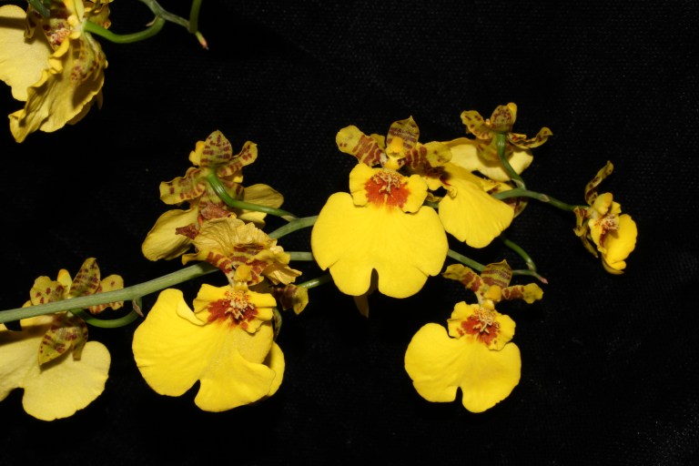 Especie Oncidium “Gower Ramsey”