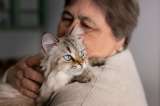 Las mejores razas de gatos para personas mayores