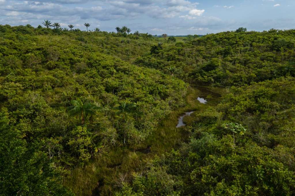 Selva amazónica en el departamento de Caquetá, donde se consolidó la primera Concesión Forestal Campesina del país.