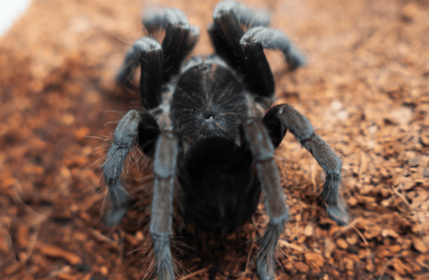 Son rescatados animales en peligro de extinción: iban a ser vendidos en Medellín