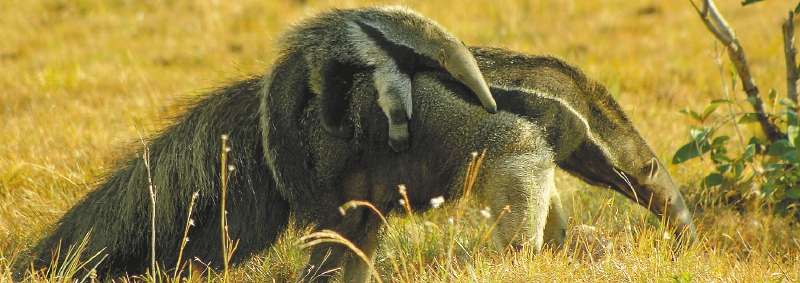 Es muy común ver a los osos hormigueros llevar a cuestas a sus crías. Cientos de turistas viajan a los llanos orientales esperando ver a estos mamíferos. /Fundación Cunaguaro