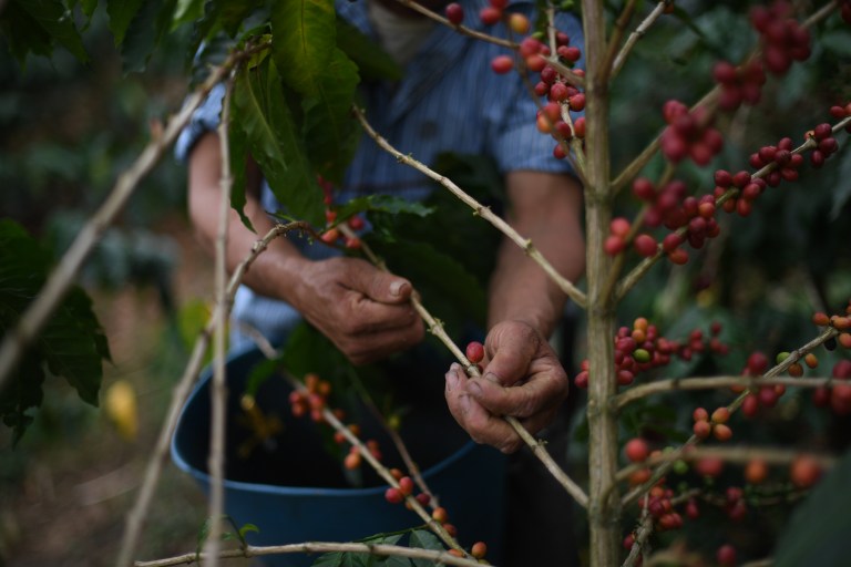 Año histórico para los cafeteros: cierran con récords y se preparan para 2023