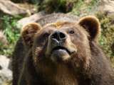 Cría de “la osa grizzly más famosa del mundo” murió tras ser atropellada por un vehículo
