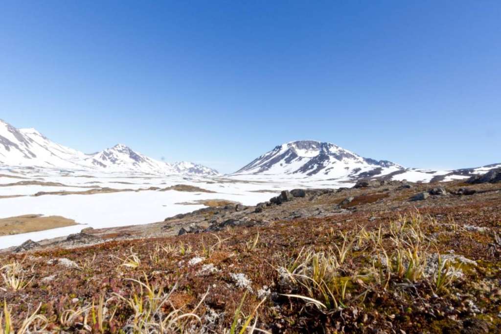 Vegetación de tundra en Groenlandia./ Josh Brown, University of Vermont.