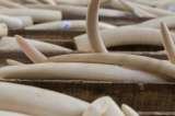 Incautan en Vietnam 2.748 kilos de colmillos de elefantes africanos