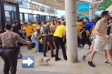 Fotos: hincha colombiano aprovechó caos en la Copa América y entró un perrito