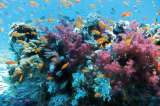 Dos de cada cinco de especies de corales de aguas cálidas están en peligro de extinción