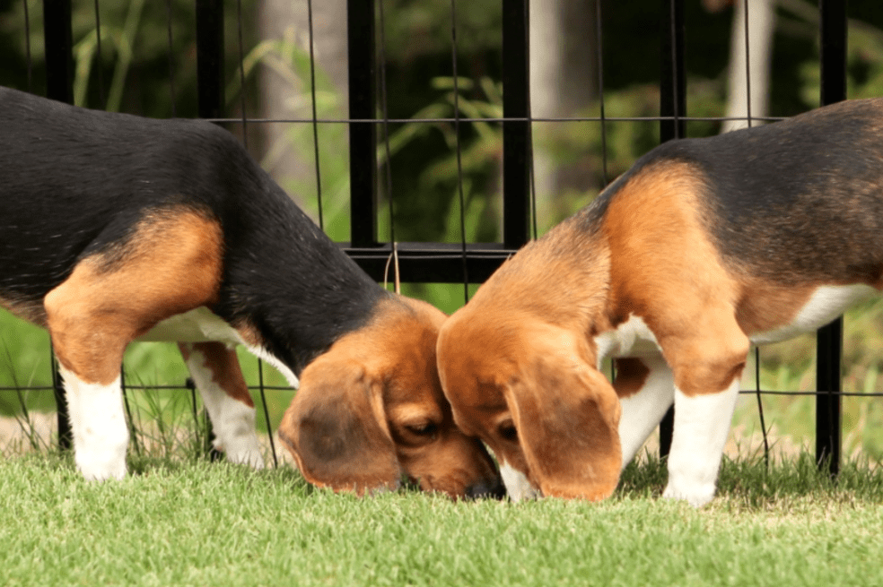 Perros beagle