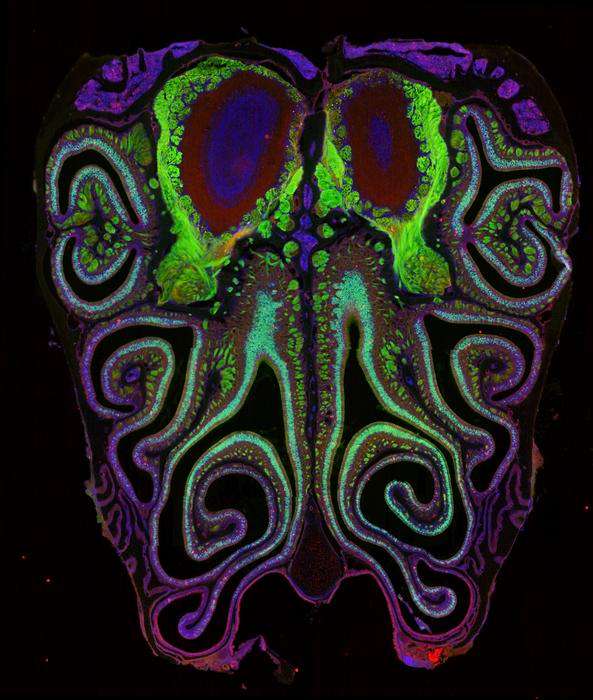 Fotografía microscópica de un corte transversal de la nariz de un ratón. El ratón fue modificado genéticamente para expresar proteína fluorescente verde en las neuronas olfativas. Un pequeño subconjunto de neuronas en proceso de muerte está marcado en rojo. /Datta