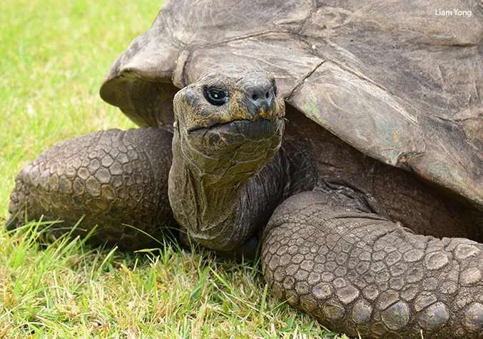 Imagen de la tortuga Jonathan.