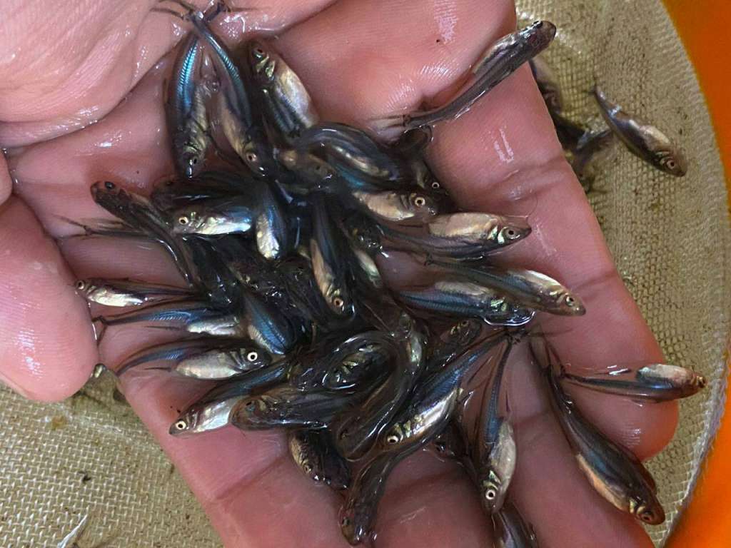 Producción de pez basa en Colombia