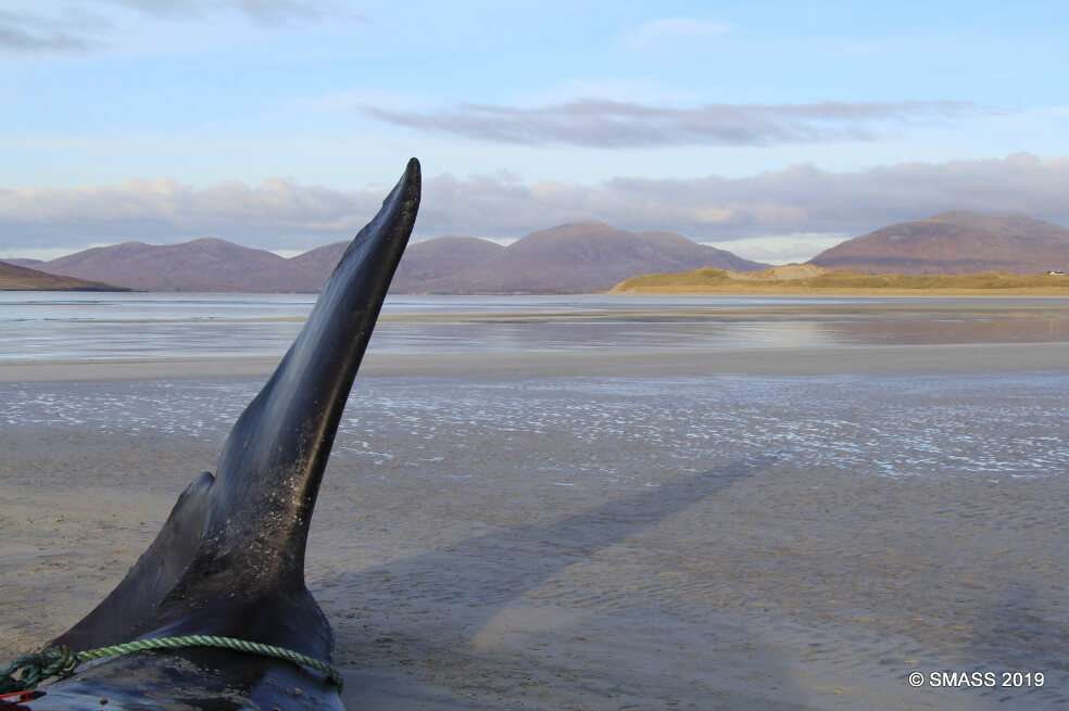 En Escocia, según el SMASS, el año pasado se vararon 930 animales, entre ballenas y delfines. / SMASS