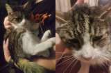 La historia de Julie, una gata de 20 años que fue abandonada por su familia