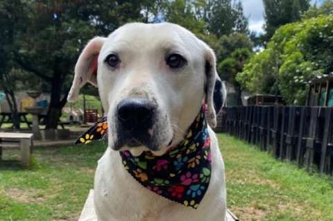 ¿Quiere adoptar un perro en Bogotá? Estos peludos buscan un hogar para siempre