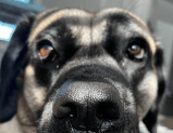(Video) ¿Por qué adoptar salva vidas? Conozca a esta perrita que tuvo una segunda oportunidad