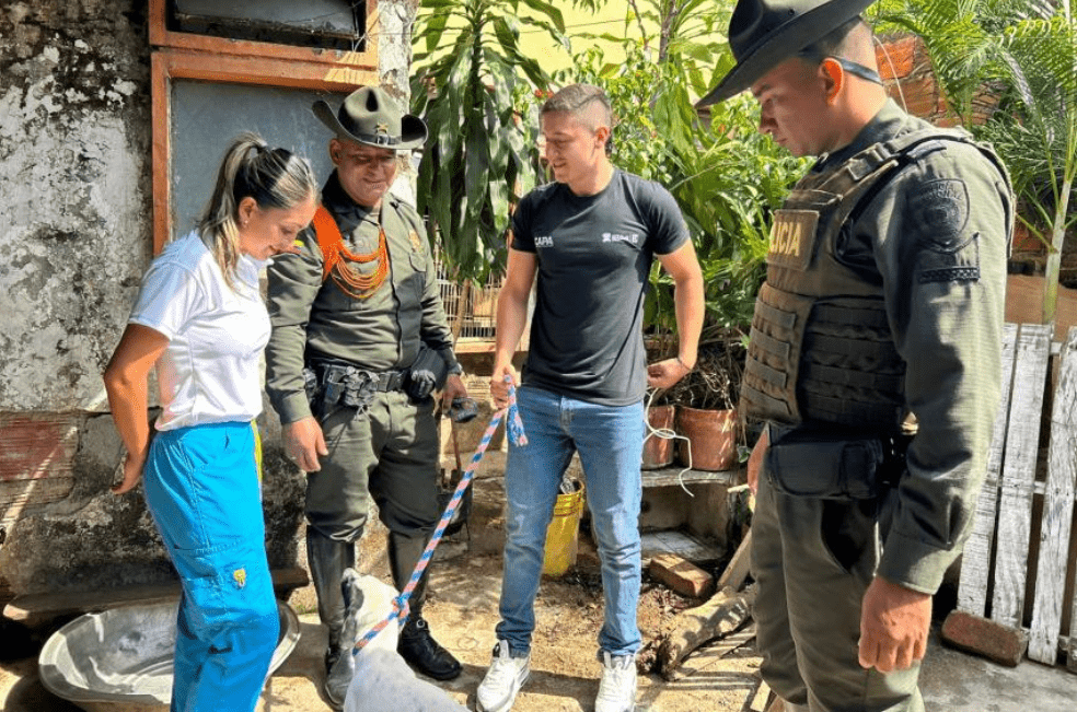 Rescatan a 19 animales en vivienda de Ibagué