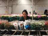 En fotos: conozca el detrás de escena de los cultivos de flores en Colombia