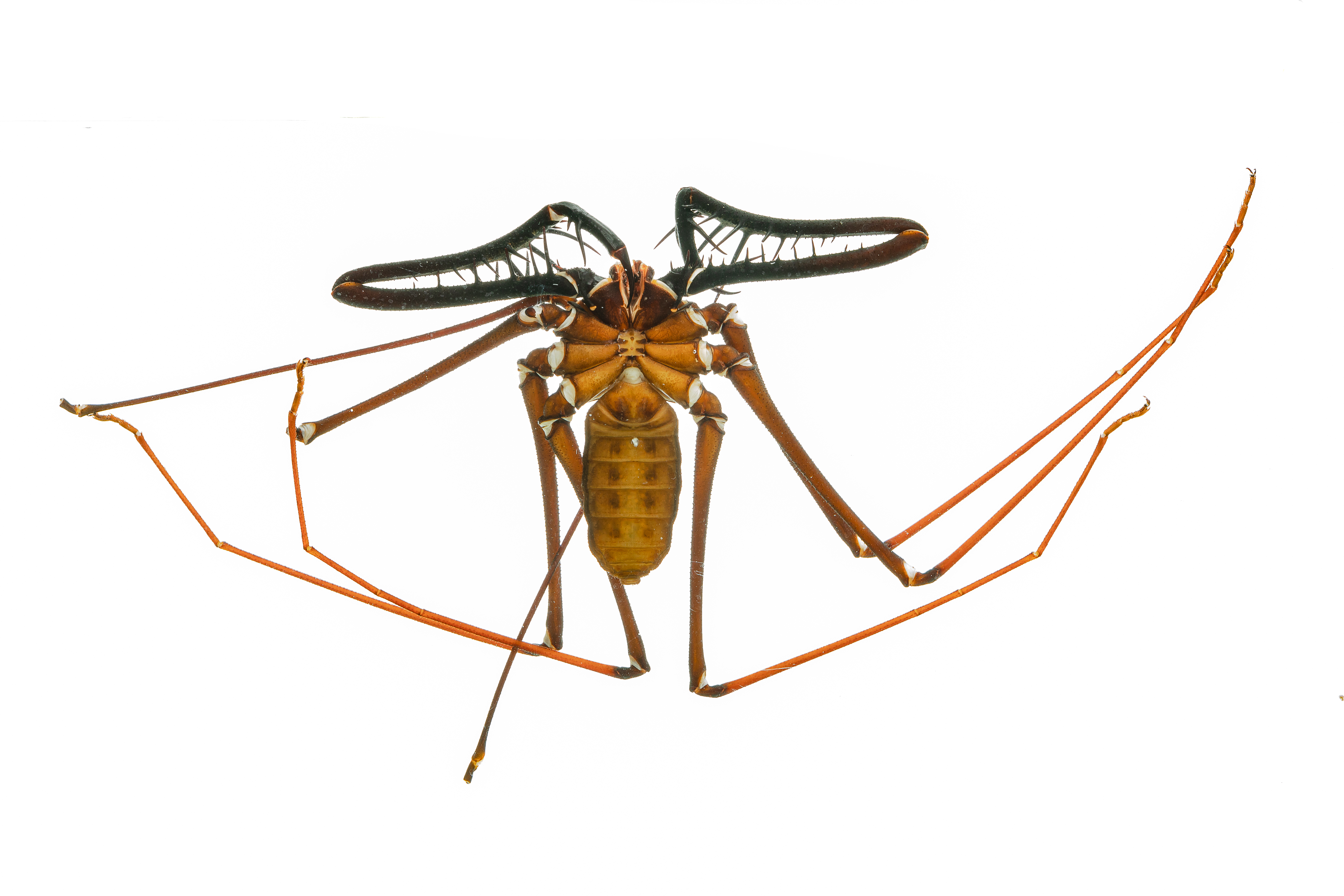Araña látigo o amblipigido (Phrynidae), una de las especies identificadas. /Felipe Villegas