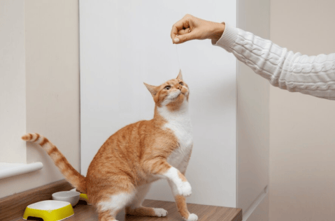 Las 10 cosas más extrañas que hacen los gatos