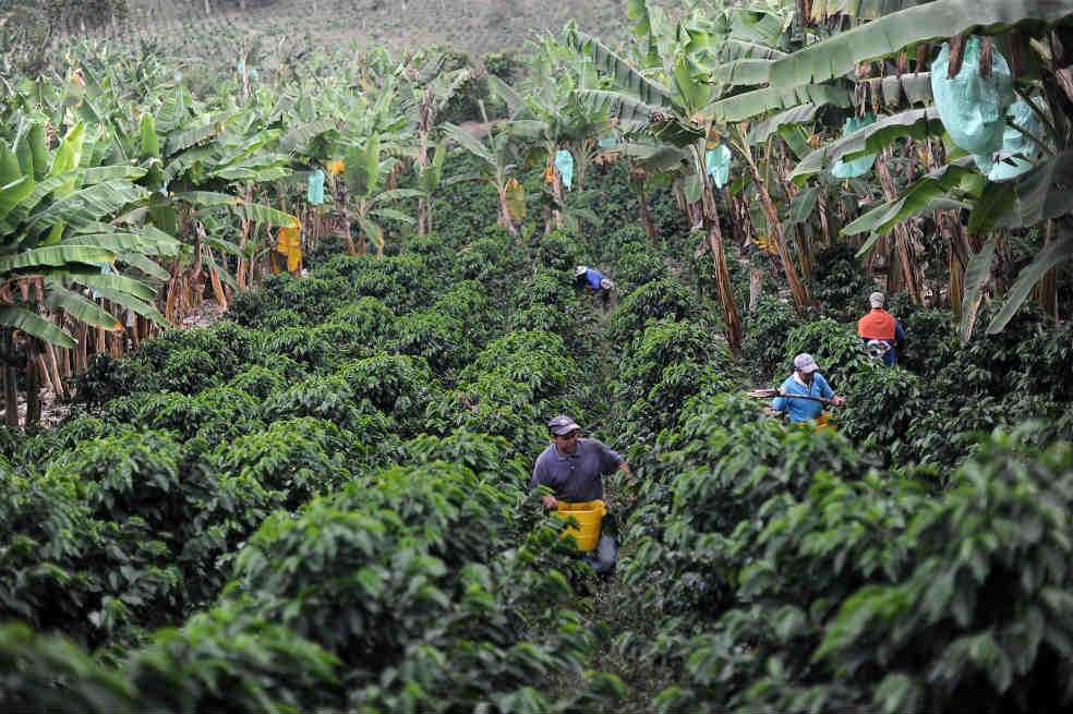 En los últimos 20 meses se han renovado 220 mil hectáreas de cafetales en el país. / Óscar Pérez