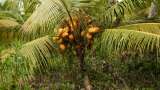 Producción de coco en el Pacífico recibirá una inversión de $65 mil millones