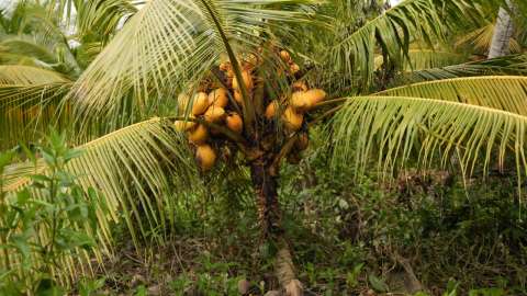 Producción de coco en el Pacífico recibirá una inversión de $65 mil millones