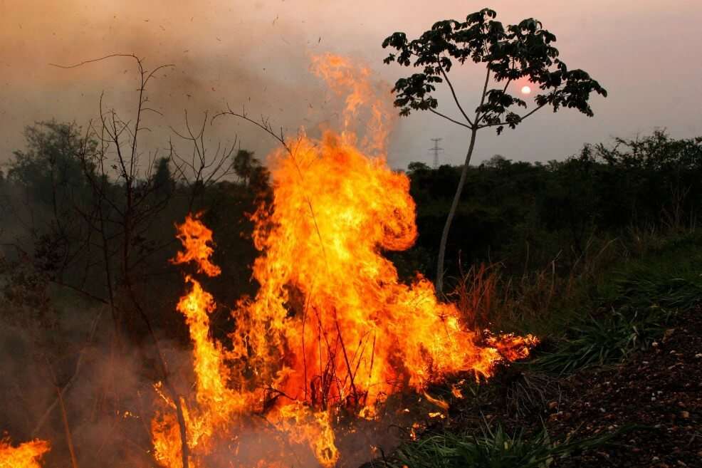 La degradación de los bosques amenaza la resistencia de este ecosistema. 