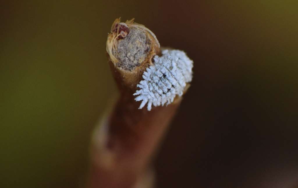Imagen en primer plano del insecto conocido como cochinilla algodonosa.