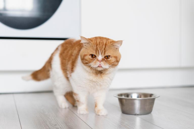 ¿Qué hace un gato cuando te tiene desconfianza?