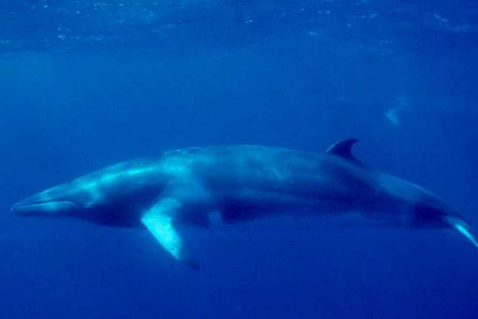 Ballena Minke. / Wikipedia