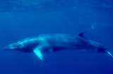Japón caza 122 ballenas Minke que estaban embarazadas