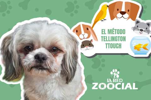 (VÍDEO) Método Tellington Ttouch: ¿qué es y cómo funciona?