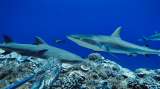 El plan para cartografiar todos los arrecifes de coral de la Tierra