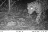 Colombia está perdiendo a sus jaguares