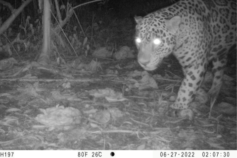 Colombia está perdiendo a sus jaguares