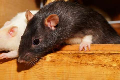 Hielo seco, la nueva arma de Nueva York para combatir a las ratas