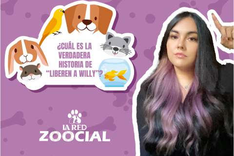 ¿Cuál es la verdadera y triste historia de Keiko, la orca de “Liberen a Willy”?