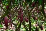 Caen los precios del cacao en el mundo: ¿por qué sigue siendo tan caro el chocolate?