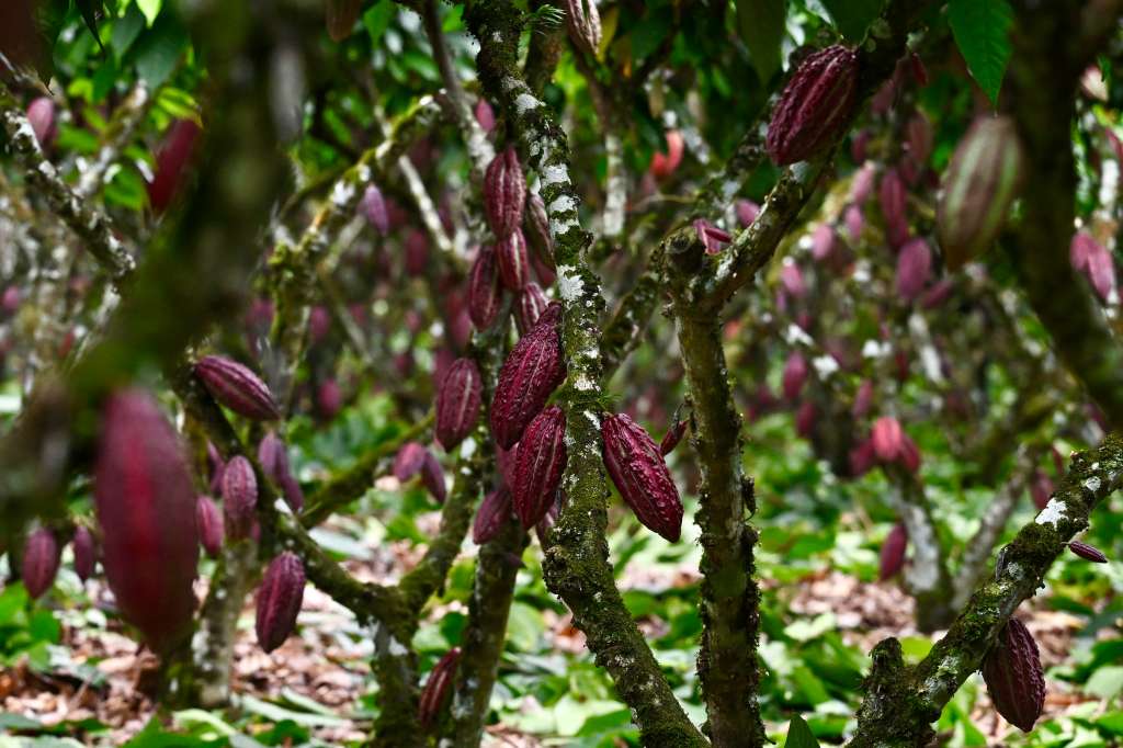 Cocoa fruits hang on a tree at a farm in Buena Fe Canton, Los Rios province, Ecuador on June 12, 2024.