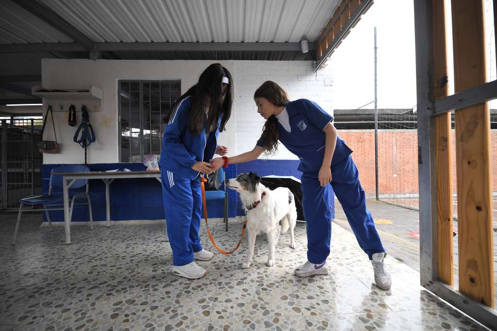 Fundación y refugio animal para perros y gatos ubicado en el Colegio Delia Zapata Olivella (IED)
