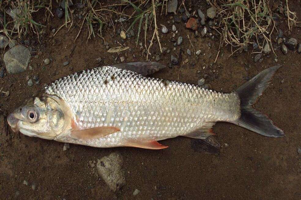 Prochilodus magdalenae, o bocachico, que vive en ciénagas y ríos. El estudio de la U Nacional se adelanta desde 2004. / Zuluaga-Gómez A. /Wikimedia Commons.