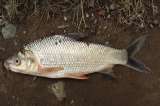 El bocachico, una de las especies afectadas por el glifosato