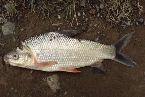 El bocachico, una de las especies afectadas por el glifosato