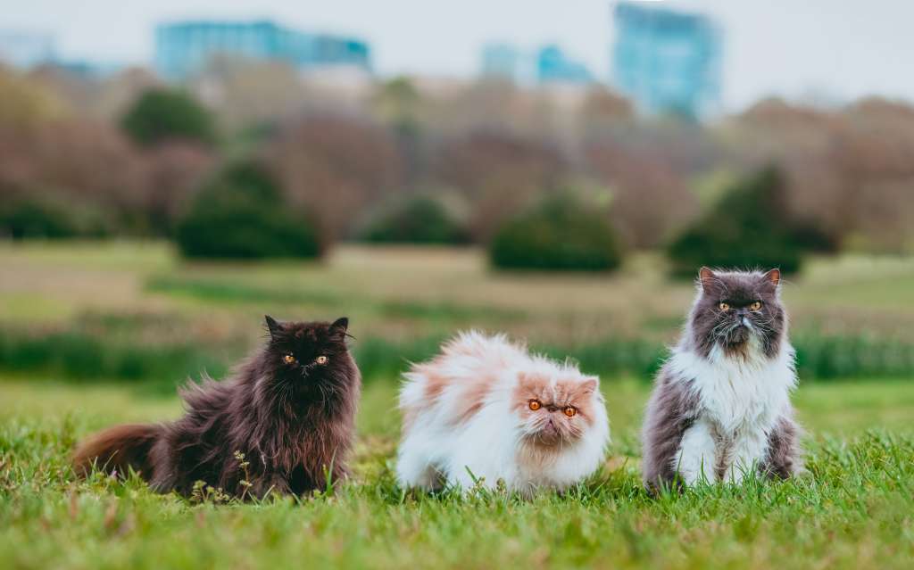 El gato persa: carácter y cuidados.
