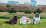 ¿Quiere adoptar un perro o gato en Bogotá? Estos animales buscan un nuevo hogar