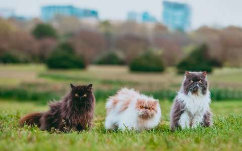 ¿Por qué hay gatos que no maúllan? Conozca las razones